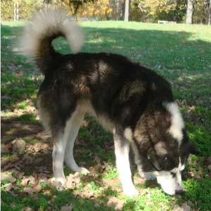 Hudsons Malamutes - Edge