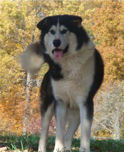 Hudsons Malamutes - Edge