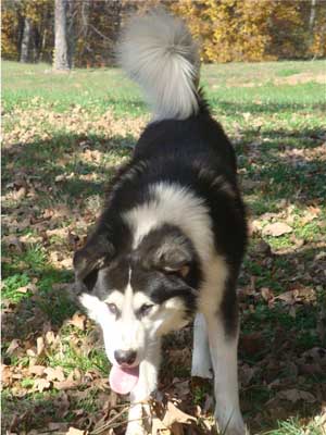 Hudsons Malamutes - Edge