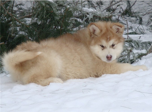 Hudsons Malamutes - Ember & Fern