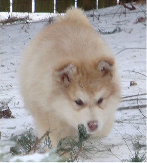 Hudsons Malamutes - Ember & Fern 