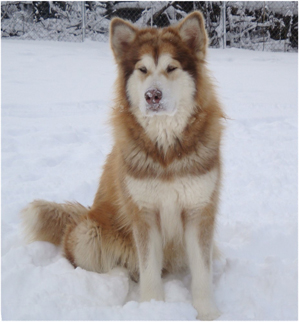 Hudsons Malamutes - Ember & Fern 