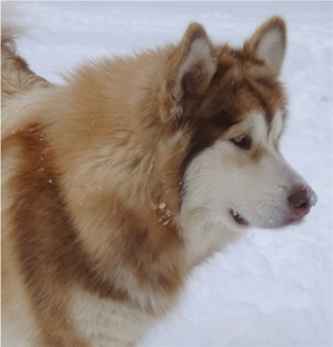 Hudsons Malamutes - Ember & Fern 