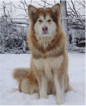 Hudsons Malamutes - Ember & Fern 