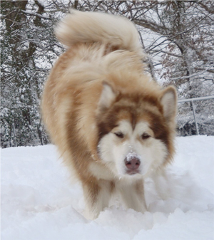 Hudsons Malamutes - Ember & Fern 