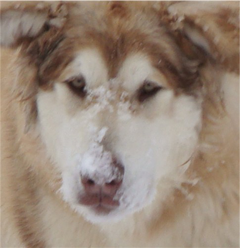 Hudsons Malamutes - Ember & Fern