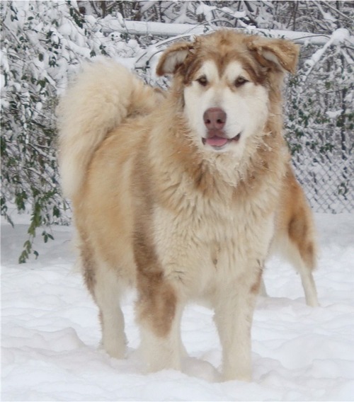 Hudsons Malamutes - Ember & Fern