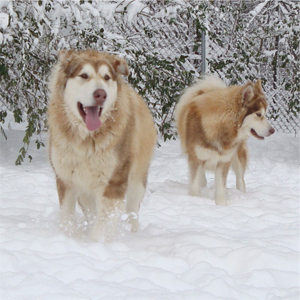 Hudsons Malamutes - Ember & Fern 