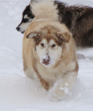 Hudsons Malamutes - Ember & Fern 