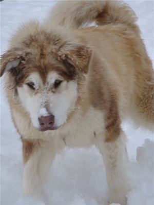 Hudsons Malamutes - Ember & Fern 