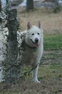 Hudons Malamutes - Fenwick