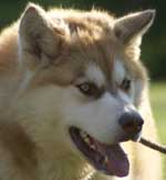 Hudsons Malamutes - FireWalker