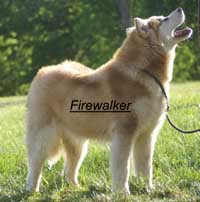 Hudsons Malamutes - FireWalker