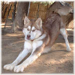 Hudsons Malamutes - FireWalker