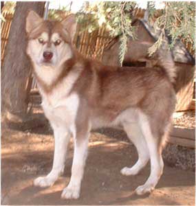 Hudsons Malamutes - FireWalker