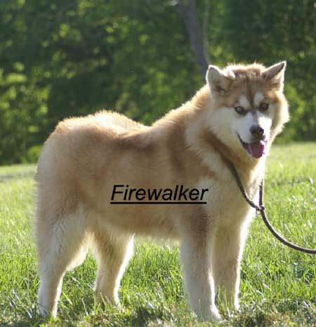 Hudsons Malamutes - FireWalker