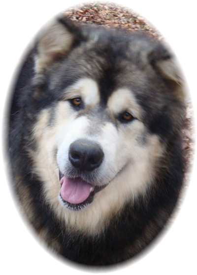 Hudsons Malamutes - Grit