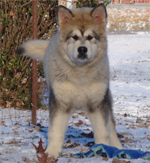 Hudsons Malamutes - Grit