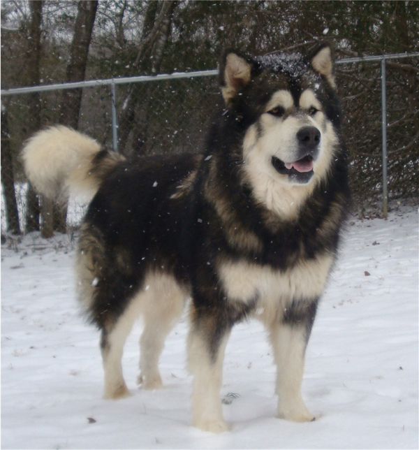 Hudsons Malamutes - Grit