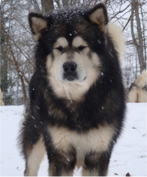 Hudsons Malamutes - Grit