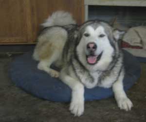 Hudsons Malamutes - Grizzley