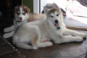 Hudsons Malamutes - Gumbo and Beignet