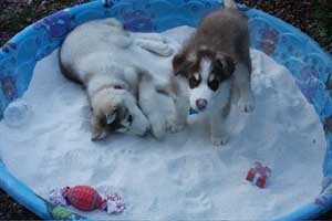 Hudsons Malamutes - Gumbo and Beignet