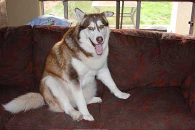 Hudsons Malamutes - Gumbo and Beignet and Mia