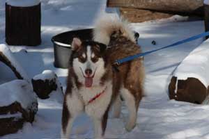 Hudsons Malamutes - Gumbo and Beignet and Mia