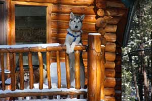 Hudsons Malamutes - Gumbo and Beignet and Mia