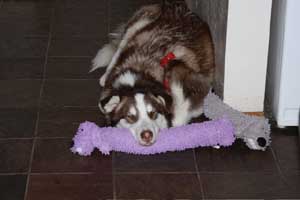 Hudsons Malamutes - Gumbo and Beignet and Mia