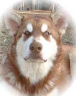 Hudsons Malamutes - Gunner