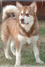 Hudsons Malamutes - Gunner