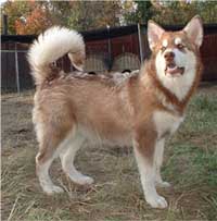 Hudsons Malamutes - Gunner