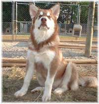 Hudsons Malamutes - Gunner