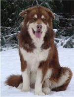 Hudsons Malamutes - Hershey