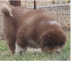 Hudsons Malamutes - Hershey