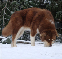 Hudsons Malamutes - Hershey