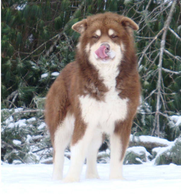 Hudsons Malamutes - Hershey