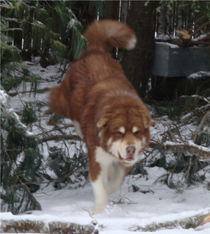 Hudsons Malamutes - Hershey