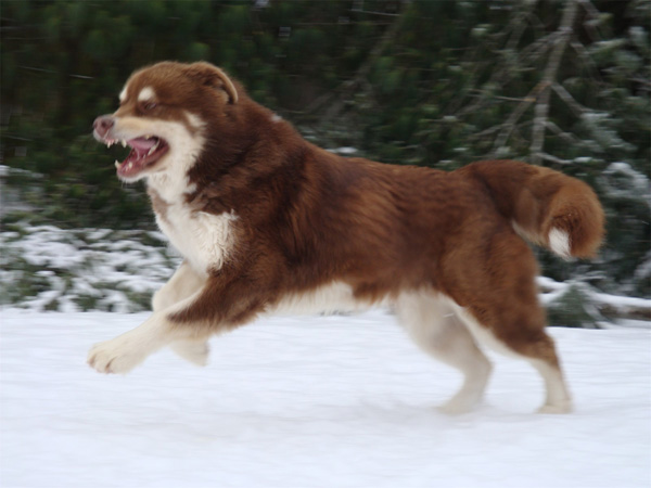 Hudsons Malamutes - Hershey