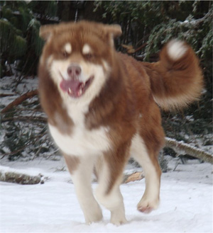 Hudsons Malamutes - Hershey