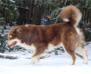 Hudsons Malamutes - Hershey