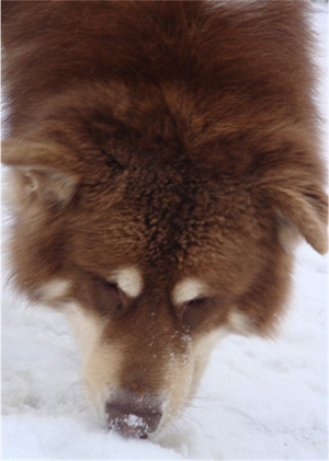 Hudsons Malamutes - Hershey