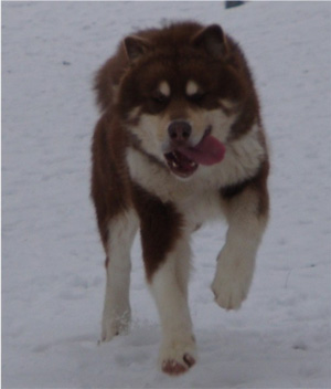 Hudsons Malamutes - Hershey