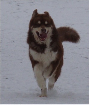 Hudsons Malamutes - Hershey