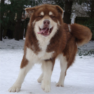 Hudsons Malamutes - Hershey