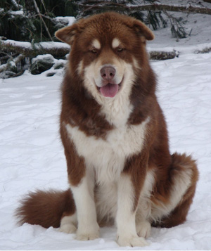 Hudsons Malamutes - Hershey