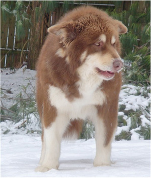 Hudsons Malamutes - Hershey