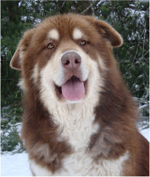 Hudsons Malamutes - Hershey